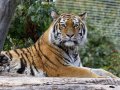 ZOO-Viden 24 srpen 2014 047.JPG
